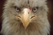 baldeaglethumb.jpg
